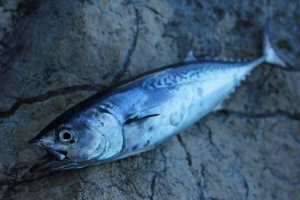 Риба адріатичного моря Риба адріатичного моря