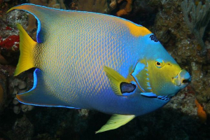 Ангели - прикраса моря Ангели - прикраса моря