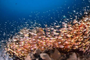 Риба тримається разом переговори Риба тримається разом переговори