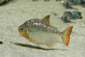 Рибні монети - живі підводний скарб Рибні монети - живі підводний скарб