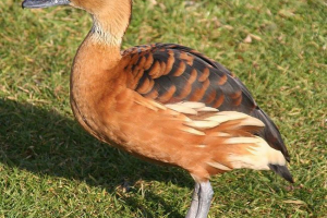 Рудий дерев'яний качок Рудий дерев'яний качок