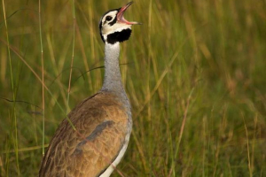 Redhead white drofa - ентемічна південна африка Redhead white drofa - ентемічна південна африка