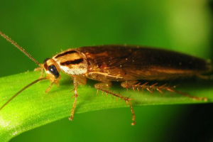 Рудий тарган Рудий тарган