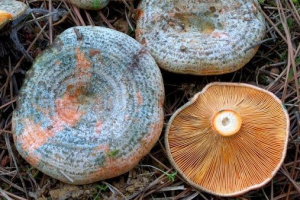 Рудий червоний Рудий червоний