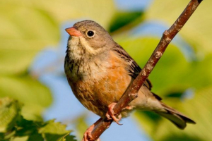Сад вівсянка Сад вівсянка