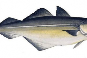 Сторона - родич Сторона - родич