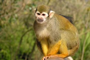 Саймірі або мертва голова Саймірі або мертва голова