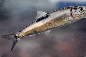 Салака - риба риба балтіка Салака - риба риба балтіка