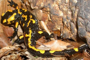 Саламандра - вогняна ящірка Саламандра - вогняна ящірка