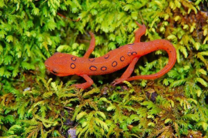 Саламандра: рептилії або земноводні? Саламандра: рептилії або земноводні?