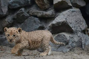 Жінка лабрадора стала годувальною матір'ю для lignays з зоопарку сочі Жінка лабрадора стала годувальною матір'ю для lignays з зоопарку сочі