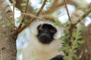 Найцікавіше про velveka Найцікавіше про velveka