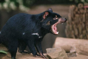 Найбільш злі тварина Найбільш злі тварина