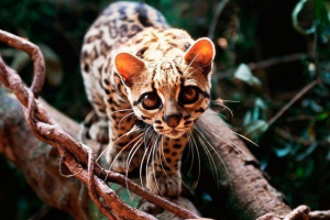 Довга ніч кіт маргай Довга ніч кіт маргай