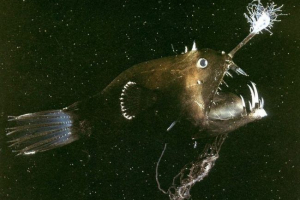 Кулер Кулер