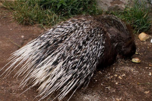 Найбільш колючі тварини у світі, або як працює оборони голки Найбільш колючі тварини у світі, або як працює оборони голки