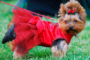 Найкрасивіші імена для дівчат йоркширського тер'єра Найкрасивіші імена для дівчат йоркширського тер'єра