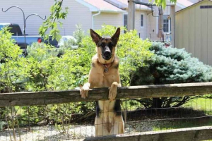 Найкращі собаки Найкращі собаки