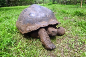 Найбільш повільні тварини на землі Найбільш повільні тварини на землі