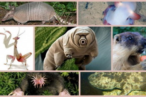 Найдивніших тварин на землі, які вони є? Найдивніших тварин на землі, які вони є?