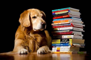 Найрозумніші породи собак Найрозумніші породи собак