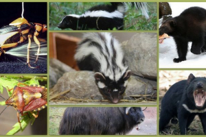 Найбільш смердючий серед тварин: смішний аромат-рейтинг Найбільш смердючий серед тварин: смішний аромат-рейтинг