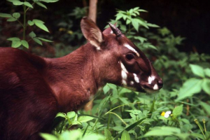 Saola - рідкісний з биків Saola - рідкісний з биків