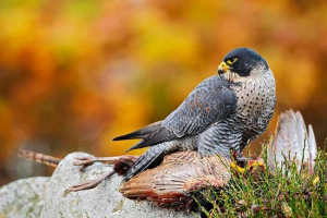 Sapsan - особливості полювання Sapsan - особливості полювання