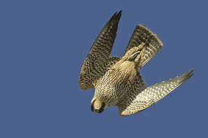 Сумний Сумний