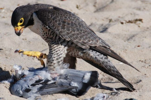 Садс. Поведінка птаха в природі Садс. Поведінка птаха в природі