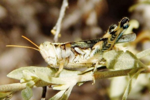 Сарана. Відносини сарани та людини.