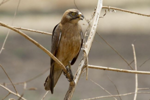 Локуст канюк Локуст канюк