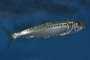 Сардина Сардина