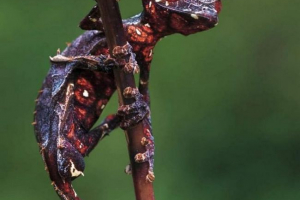 Сатанин гекккон - рептилія з страшним ім'ям Сатанин гекккон - рептилія з страшним ім'ям