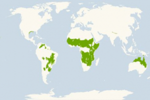 Саванна Саванна