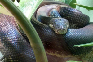 Сатюань вода python або beloglaz Сатюань вода python або beloglaz