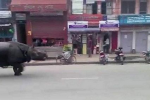 Fucking rhino attacted passersby в непалі Fucking rhino attacted passersby в непалі