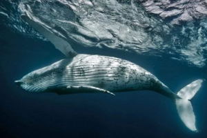 Savil (ivasov kit) Savil (ivasov kit)