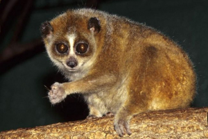 Сім'ї лорі та їх життєві особливості Сім'ї лорі та їх життєві особливості