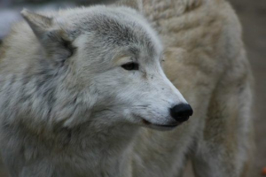 Тундровський вовк Тундровський вовк