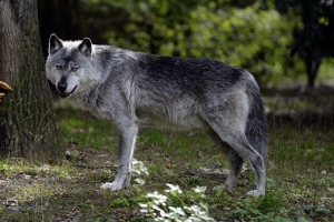 Хижальні тварини ліси Хижальні тварини ліси