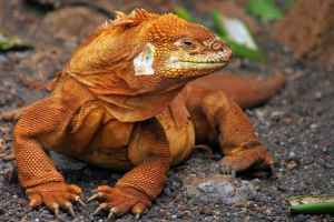 Сенсаційне майбутнє рептилія! Сенсаційне майбутнє рептилія!