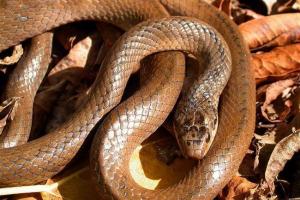 Sentcil russian poloz Sentcil russian poloz