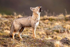 Сіра лізіца Сіра лізіца