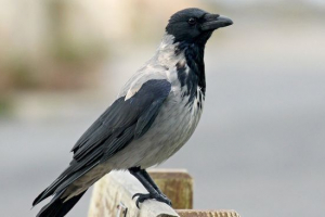 Сіра ворона Сіра ворона