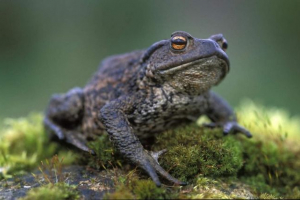 Сірий жаб - отруйний амфібія Сірий жаб - отруйний амфібія