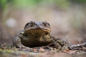 Сірий жаб Сірий жаб