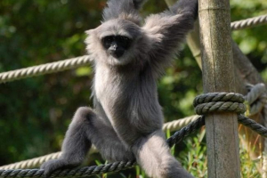 Срібний гіббон - розсилка primat Срібний гіббон - розсилка primat