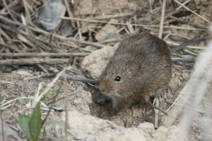 Срібний рис хом'як - рідкісна і маленька тварина Срібний рис хом'як - рідкісна і маленька тварина