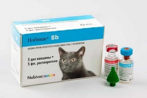 Серія вакцини nebuck для кішок - що краще вибрати? Серія вакцини nebuck для кішок - що краще вибрати?